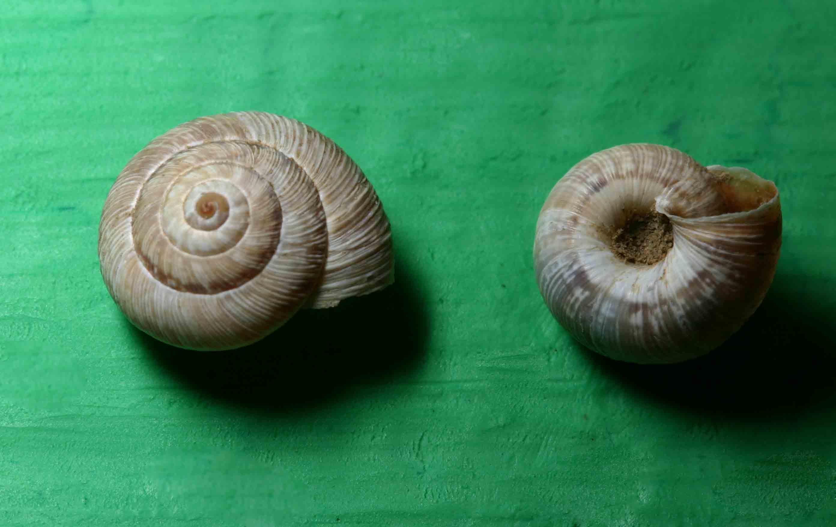 Cernuella (Cernuella) cisalpina  di Ozzano nell'' Emilia (BO)